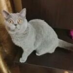 ce mai doneaza iesenii pe olx de la catei si pisici la porumbei si chiar o mica vrajitoare 68a26d605eb93