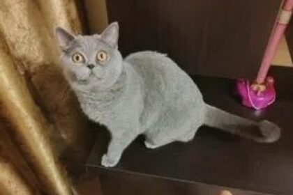 ce mai doneaza iesenii pe olx de la catei si pisici la porumbei si chiar o mica vrajitoare 68a26d605eb93