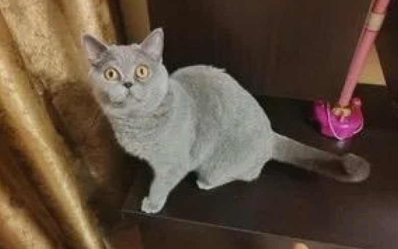 ce mai doneaza iesenii pe olx de la catei si pisici la porumbei si chiar o mica vrajitoare 68a26d605eb93