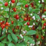 ce trebuie sa stii despre berberina cum iti poate imbunatati sanatatea 68a9dd3102b06