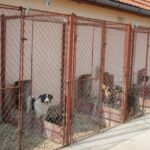 cj iasi va plati aproape 250 000 lei pentru proiectarea padocului metropolitan 68af0b2ced916