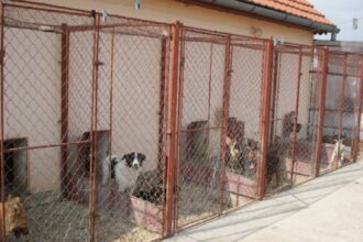 cj iasi va plati aproape 250 000 lei pentru proiectarea padocului metropolitan 68af0b2ced916