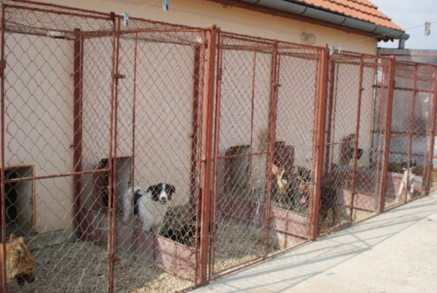 cj iasi va plati aproape 250 000 lei pentru proiectarea padocului metropolitan 68af0b2ced916