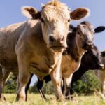 comuna mogosesti terorizata de o cireada de vaci vin copiii la scoala prin balegar e focar de infectie 6892feba43d96