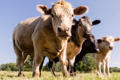 comuna mogosesti terorizata de o cireada de vaci vin copiii la scoala prin balegar e focar de infectie 6892feba43d96