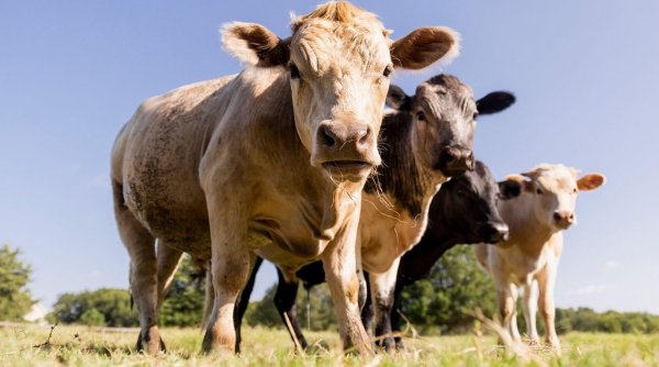 comuna mogosesti terorizata de o cireada de vaci vin copiii la scoala prin balegar e focar de infectie 6892feba43d96