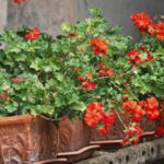 cum sa ai muscate inflorite pentru mult timp cel mai prielnic loc 68ac0c1b1ae3e