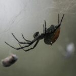 cum sa alungi paianjenii din casa folosind metode naturale 68a61b912aefb