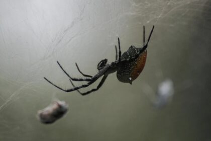 cum sa alungi paianjenii din casa folosind metode naturale 68a61b912aefb