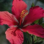 de ce se ingalbenesc frunzele la trandafirul japonez care sunt cauzele si ce trebuie sa faci 68a5e87232fb8