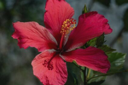 de ce se ingalbenesc frunzele la trandafirul japonez care sunt cauzele si ce trebuie sa faci 68a5e87232fb8