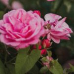 de ce se usuca tufele de trandafiri ce trebuie sa faci ca sa si revina 68a3622b3a013