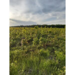 despre padure 6899b524d4ade