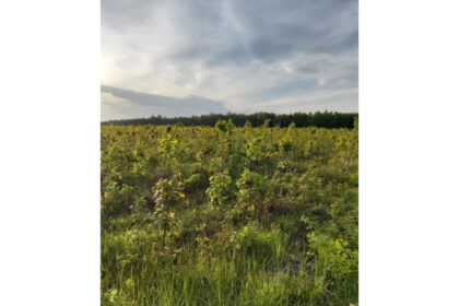 despre padure 6899b524d4ade