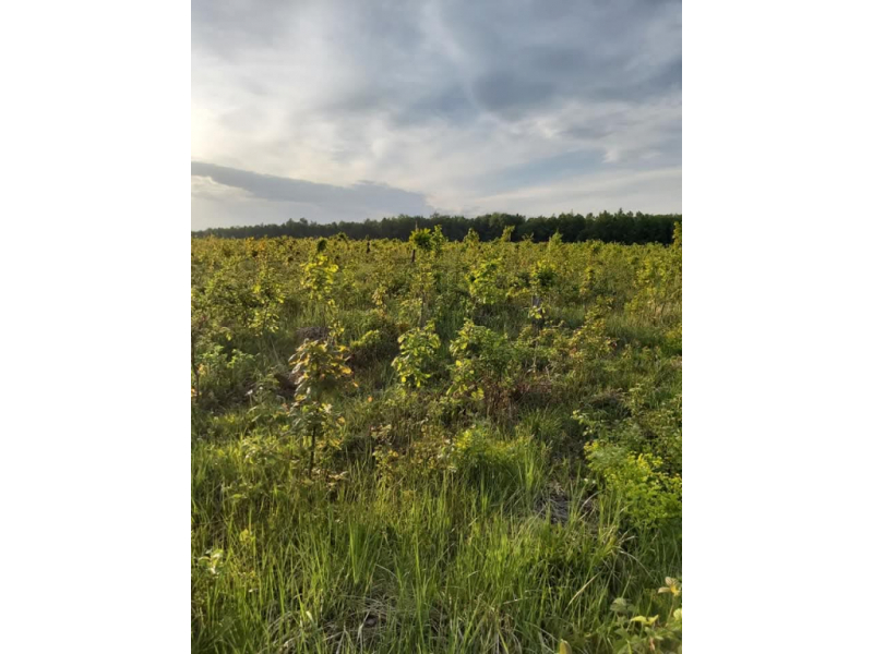 despre padure 6899b524d4ade