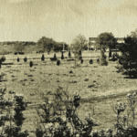 dezvaluiri uimitoare despre gradina botanica din iasi cum arata locul in anii 60 si ce plante au supravietuit pana acum 68905073a6800