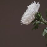 doliu in lumea influencerilor mama de 27 de ani ucisa accidental intr un schimb de focuri la semafor 68aca675412ca