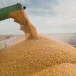 egiptul va cumpara grau din franta romania si ucraina 68a823f20f037