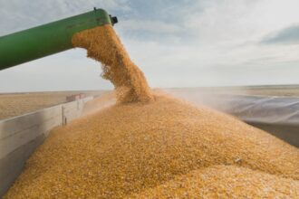 egiptul va cumpara grau din franta romania si ucraina 68a823f20f037