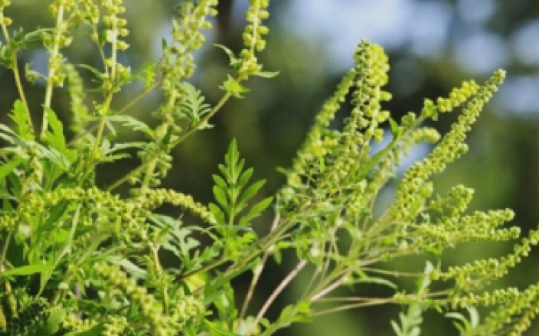 este sezonul ambroziei cum identifici alergia si ce masuri sa iei ca sa o tii sub control 68b143133ba50