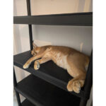 felina de apartament a unui iesean a evadat si a starnit panica la falticeni 68a1fc8818199