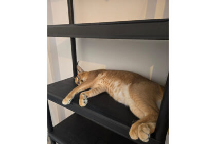 felina de apartament a unui iesean a evadat si a starnit panica la falticeni 68a1fc8818199