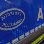 femeie filmata cu doi magari legati de o masina politia nu se impune emiterea unui ordin de plasare in adapost a animalelor 68a20844803e6