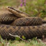 femeie muscata de sarpe transportata de urgenta la spitalul judetean din bistrita avertisment din partea specialistilor 68a9b284413bc