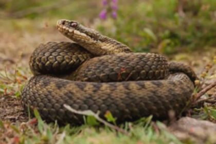 femeie muscata de sarpe transportata de urgenta la spitalul judetean din bistrita avertisment din partea specialistilor 68a9b284413bc