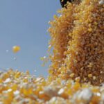 fermierii din iasi estimeaza recolte promitatoare la porumb in aceasta toamna productia buna vine dupa trei ani cu probleme 68afa4aee577b