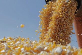 fermierii din iasi estimeaza recolte promitatoare la porumb in aceasta toamna productia buna vine dupa trei ani cu probleme 68afa4aee577b