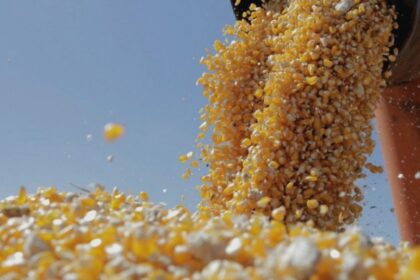 fermierii din iasi estimeaza recolte promitatoare la porumb in aceasta toamna productia buna vine dupa trei ani cu probleme 68afa4aee577b