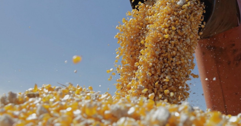 fermierii din iasi estimeaza recolte promitatoare la porumb in aceasta toamna productia buna vine dupa trei ani cu probleme 68afa4aee577b