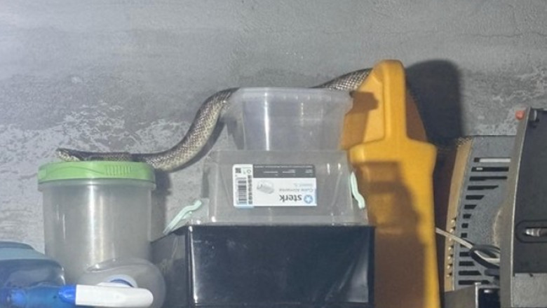 foto balaur dobrogean capturat de jandarmi intr o gospodarie din localitatea 2 mai 6894b8b0a912c