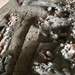 foto descoperire rara dinti vechi de 4 000 de ani arata ca oamenii consumau nuci cu efecte psihoactive 689055701b28e