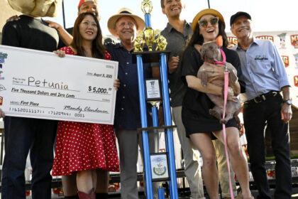 galerie foto un bulldog francez fara par a fost declarat cel mai urat caine din lume petunia a castigat un premiu de 5 000 de dolari 689763e9c38c1