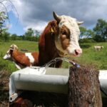 iasi mama si fiu raniti in propria gospodarie de o vaca care abia fatase un vitel 6899a2aa6480c