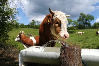 iasi mama si fiu raniti in propria gospodarie de o vaca care abia fatase un vitel 6899a2aa6480c