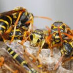 iesean un pas de moarte din cauza unui roi de viespi 68ab39263cd39