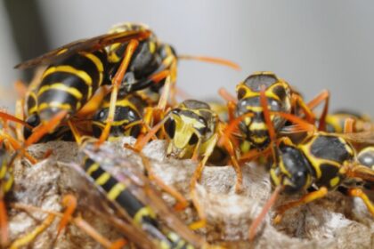 iesean un pas de moarte din cauza unui roi de viespi 68ab39263cd39