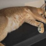 ieseanul care a scapat un ras pe strazile falticeniului sanctionat cu avertisment scris animalul a ramas in custodia sa 68a203279fa34