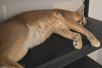 ieseanul care a scapat un ras pe strazile falticeniului sanctionat cu avertisment scris animalul a ramas in custodia sa 68a203279fa34