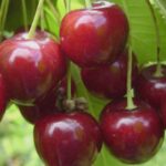 ieseanul care l a chemat pe dumnezeu in instanta loveste din nou vrea 60 000 lei daune dupa ce furtuna i a pus la pamant ciresul din curte judecatorii si au pus mainile n cap 68ad0bd046a0b