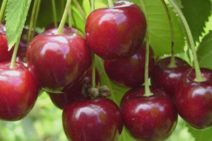 ieseanul care l a chemat pe dumnezeu in instanta loveste din nou vrea 60 000 lei daune dupa ce furtuna i a pus la pamant ciresul din curte judecatorii si au pus mainile n cap 68ad0bd046a0b