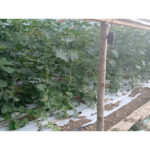 iesenii invitati sa si culeaga singuri legumele si fructele direct din fermele locale 6896d230d2add