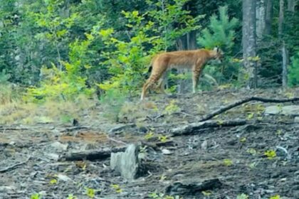 imagini inedite cu un ras surprinse in parcul national semenic din judetul caras severin video 689d9e770107b