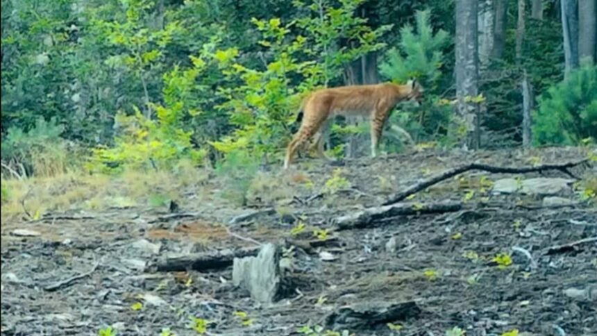 imagini inedite cu un ras surprinse in parcul national semenic din judetul caras severin video 689d9e770107b