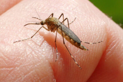 inca o persoana ucisa in italia de west nile la cat a ajuns bilantul total al celor care au murit din cauza temutului virus 6890f1fd12607