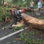 incident grav in sectroul 2 al capitalei un copac a cazut peste doua femei 68a3424a5c679
