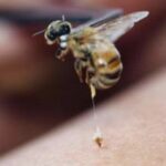 intepatura de albine sau viespi cum eviti socul anafilactic dr stan persoanele cu istoric alergic ar trebui sa aiba intotdeauna la indemana medicatia de urgenta 68ad041f70a12